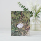 Bobwhite Nest Full of Eggs Briefkaart (Staand voorkant)