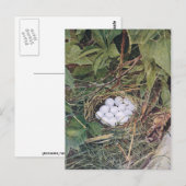 Bobwhite Nest Full of Eggs Briefkaart (Voorkant / Achterkant)