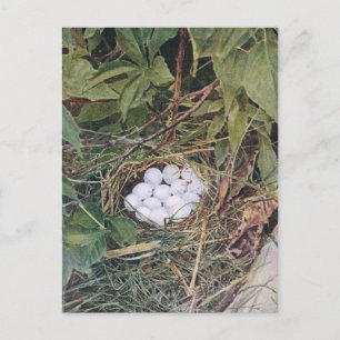 Bobwhite Nest Full of Eggs Briefkaart