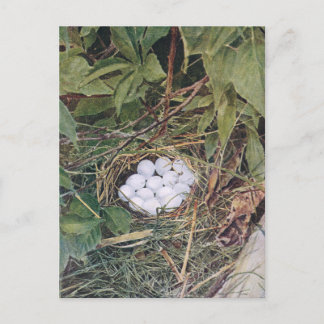 Bobwhite Nest Full of Eggs Briefkaart