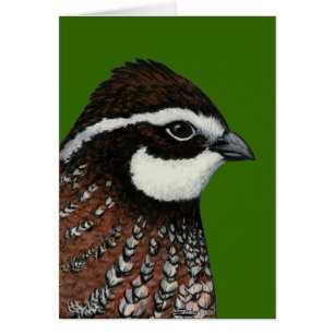 Bobwhite Quail