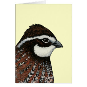 Bobwhite Quail