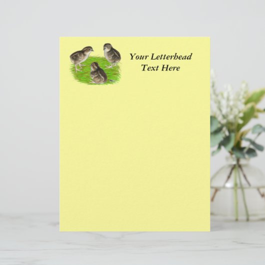 Bobwhite Quail Chicken (Staand voorkant)