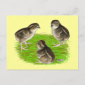 Bobwhite Quail Chicken Briefkaart (Voorkant)