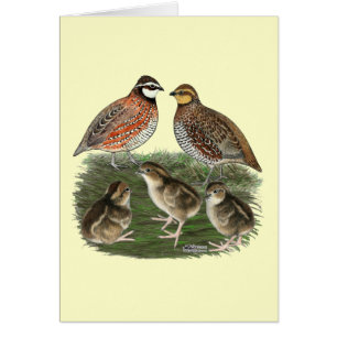 Bobwhite Quail familie