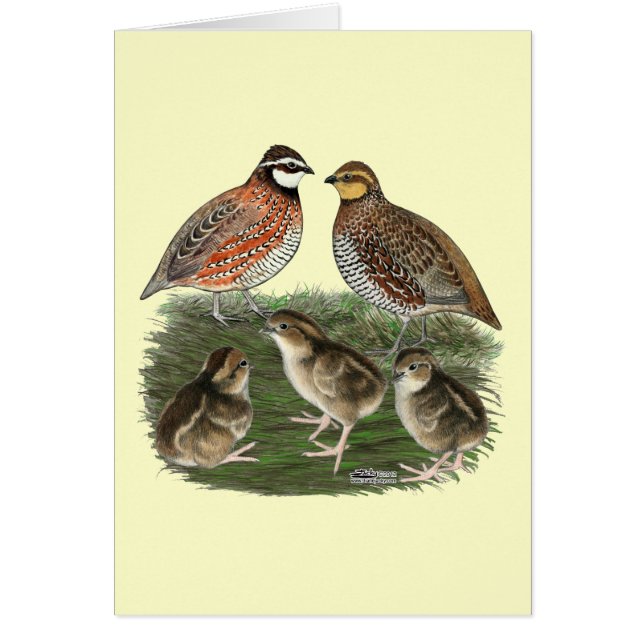 Bobwhite Quail familie (Voorkant)