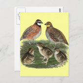 Bobwhite Quail familie Briefkaart (Voorkant / Achterkant)