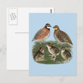 Bobwhite Quail familie Briefkaart (Voorkant / Achterkant)