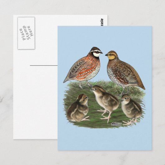 Bobwhite Quail familie Briefkaart (Voorkant / Achterkant)