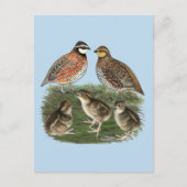 Bobwhite Quail familie Briefkaart (Voorkant)