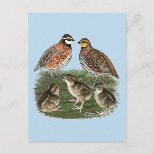 Bobwhite Quail familie Briefkaart (Voorkant)