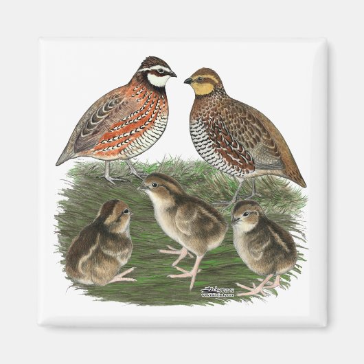Bobwhite Quail familie Magneet (Voorkant)
