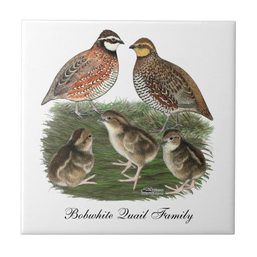 Bobwhite Quail familie Tegeltje (Voorkant)