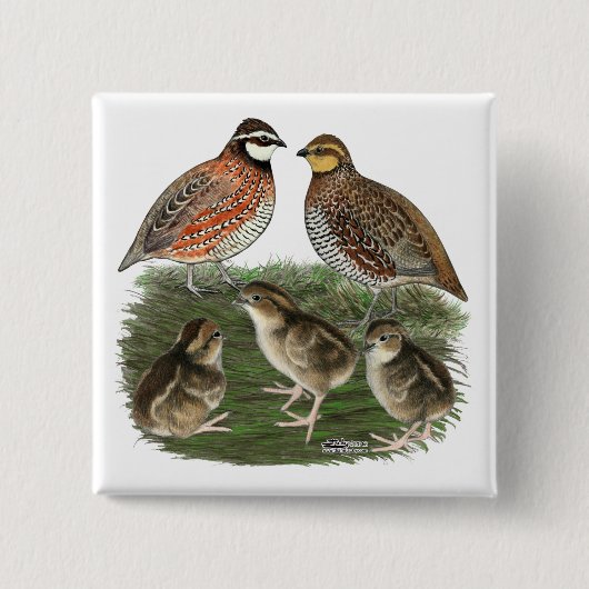 Bobwhite Quail familie Vierkante Button 5,1 Cm (Voorkant)