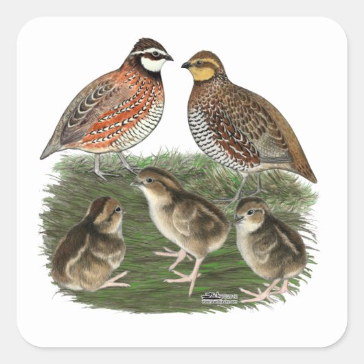 Bobwhite Quail familie Vierkante Sticker (Voorkant)