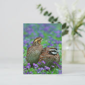 Bobwhite Quail-foto Briefkaart (Staand voorkant)