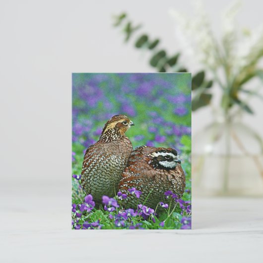 Bobwhite Quail-foto Briefkaart (Staand voorkant)