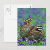 Bobwhite Quail-foto Briefkaart (Voorkant / Achterkant)