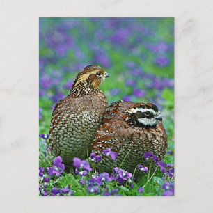 Bobwhite Quail-foto Briefkaart