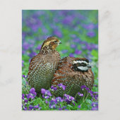 Bobwhite Quail-foto Briefkaart (Voorkant)
