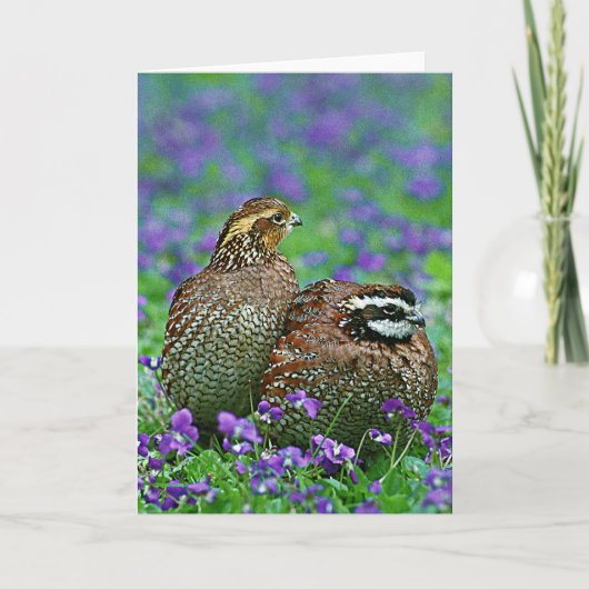 Bobwhite Quail-foto Kaart (Voorkant)