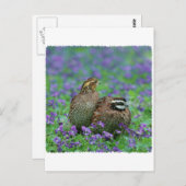 Bobwhite Quail-fotografie Briefkaart (Voorkant / Achterkant)