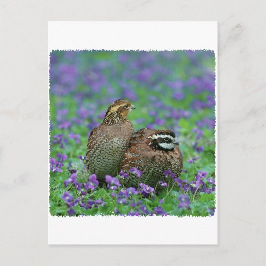 Bobwhite Quail-fotografie Briefkaart (Voorkant)