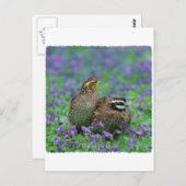 Bobwhite Quail-fotografie Briefkaart (Voorkant / Achterkant)