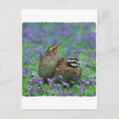 Bobwhite Quail-fotografie Briefkaart (Voorkant)