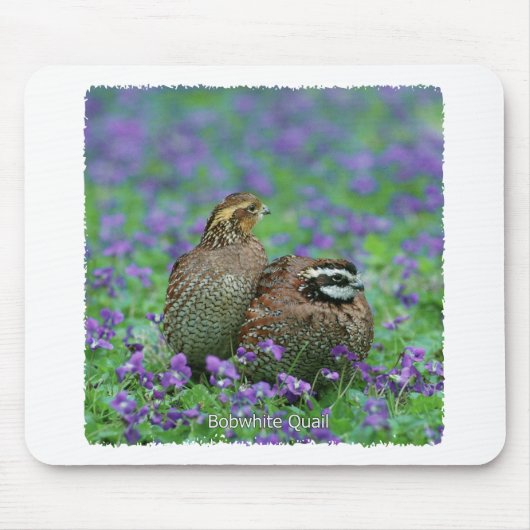 Bobwhite Quail-fotografie Muismat (Voorkant)