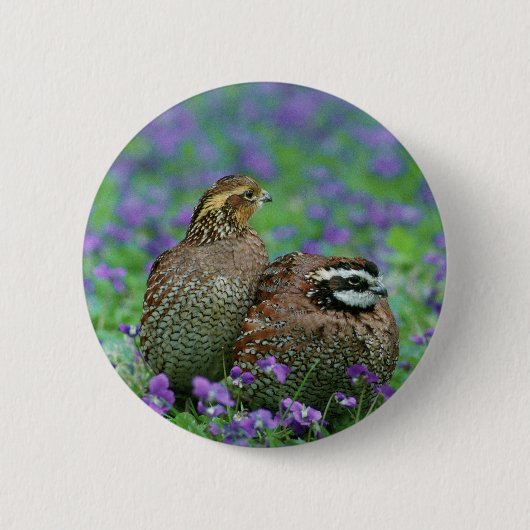 Bobwhite Quail-fotografie Ronde Button 5,7 Cm (Voorkant)