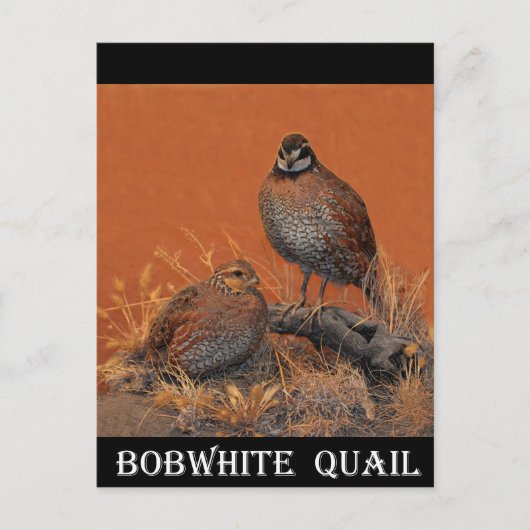 Bobwhite Quail (Georgia, Missouri en Tennessee) Briefkaart (Voorkant)