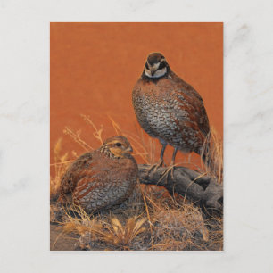 Bobwhite Quail (Georgia, Missouri en Tennessee) Briefkaart