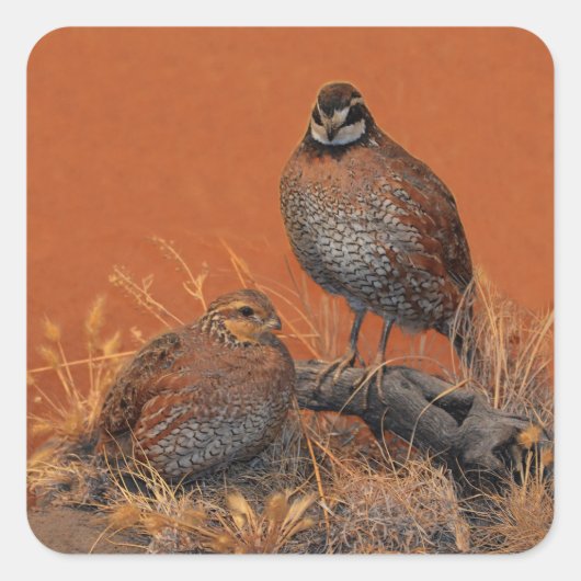 Bobwhite Quail (Georgia, Missouri en Tennessee) Vierkante Sticker (Voorkant)