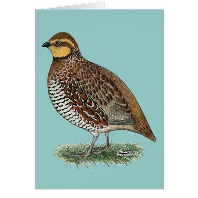 Bobwhite Quail Hen (Voorkant)