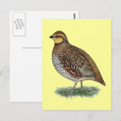 Bobwhite Quail Hen Briefkaart (Voorkant / Achterkant)