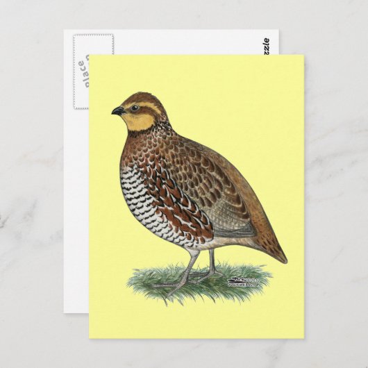 Bobwhite Quail Hen Briefkaart (Voorkant / Achterkant)