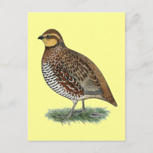 Bobwhite Quail Hen Briefkaart