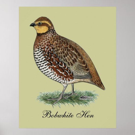 Bobwhite Quail Hen Poster (Voorkant)