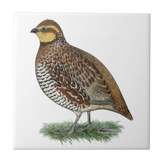 Bobwhite Quail Hen Tegeltje (Voorkant)