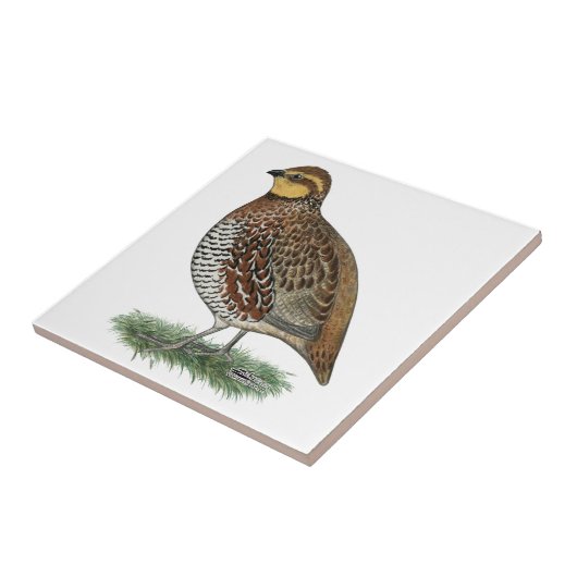 Bobwhite Quail Hen Tegeltje (Zijkant)