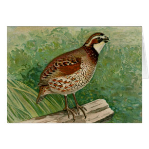 Bobwhite Quail Illustratie