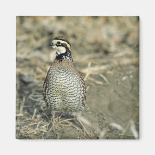 Bobwhite Quail Magneet