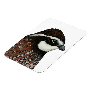 Bobwhite Quail Magneet