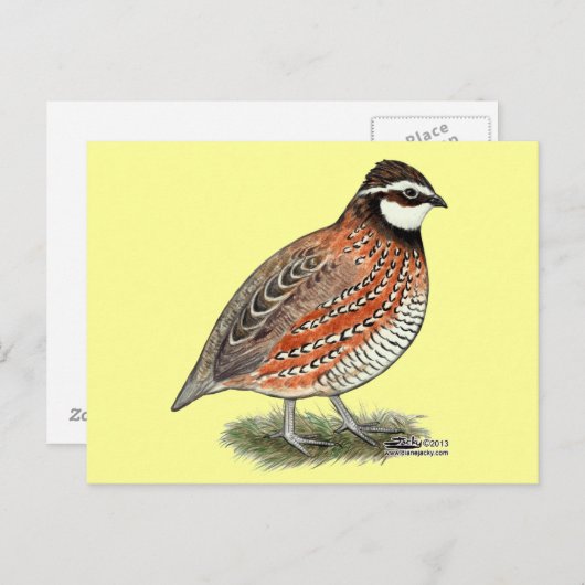 Bobwhite Quail Rooster Briefkaart (Voorkant / Achterkant)