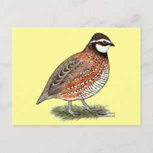 Bobwhite Quail Rooster Briefkaart