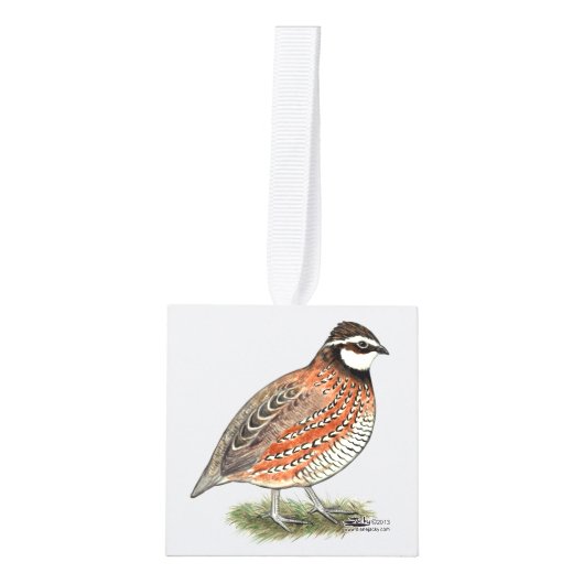 Bobwhite Quail Rooster Decoratie (Voorkant)