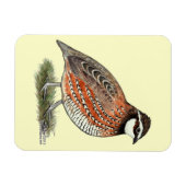 Bobwhite Quail Rooster Magneet (Horizontaal)