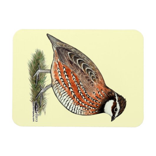Bobwhite Quail Rooster Magneet (Horizontaal)