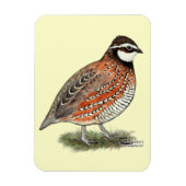 Bobwhite Quail Rooster Magneet (Verticaal)